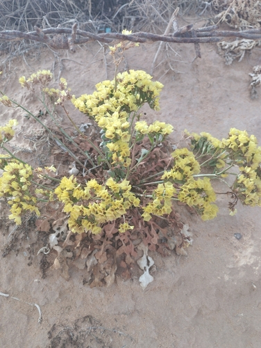Yellow Statice