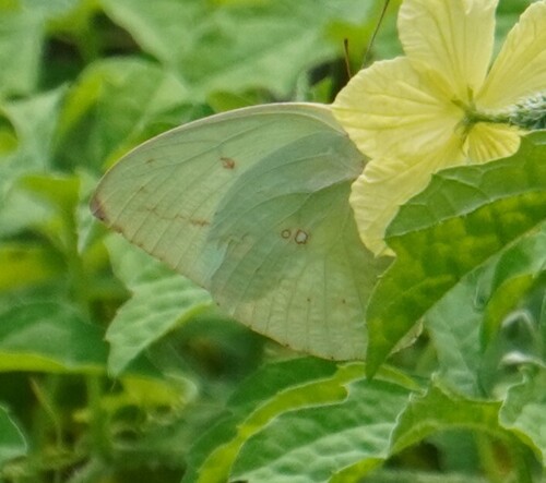 Mottled Emigrant