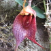 Masdevallia angulata - Photo (c) Edison Ocaña, כל הזכויות שמורות, uploaded by Edison Ocaña