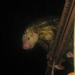 Mexican Hairy Dwarf Porcupine - Photo (c) rahunt2, all rights reserved