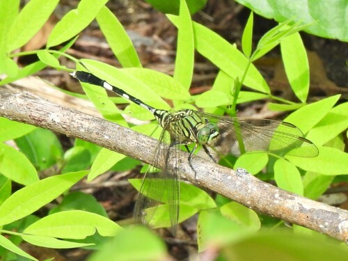 Slender Skimmer