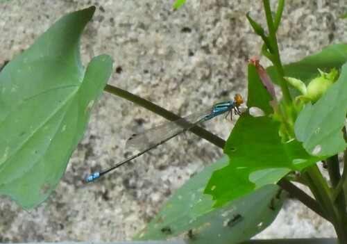 Orange-faced Sprite