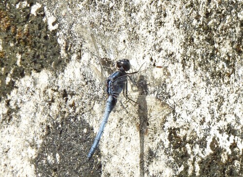 Blue Marsh Hawk