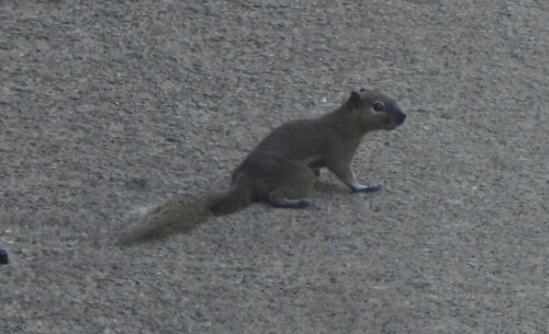 Plantain Squirrel