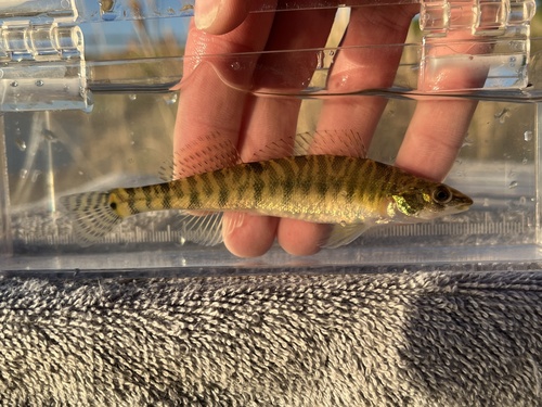 Bigscale Logperch