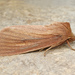 Red Sedge Borer Moth - Photo (c) David Beadle, all rights reserved, uploaded by David Beadle