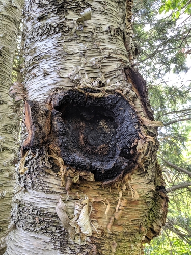 chaga