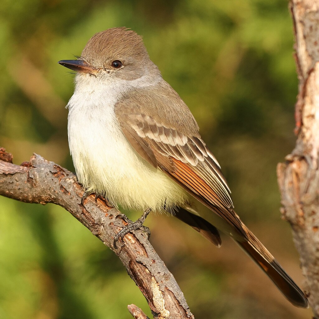 Ash-throated Flycatcher (Myiarchus cinerascens)
