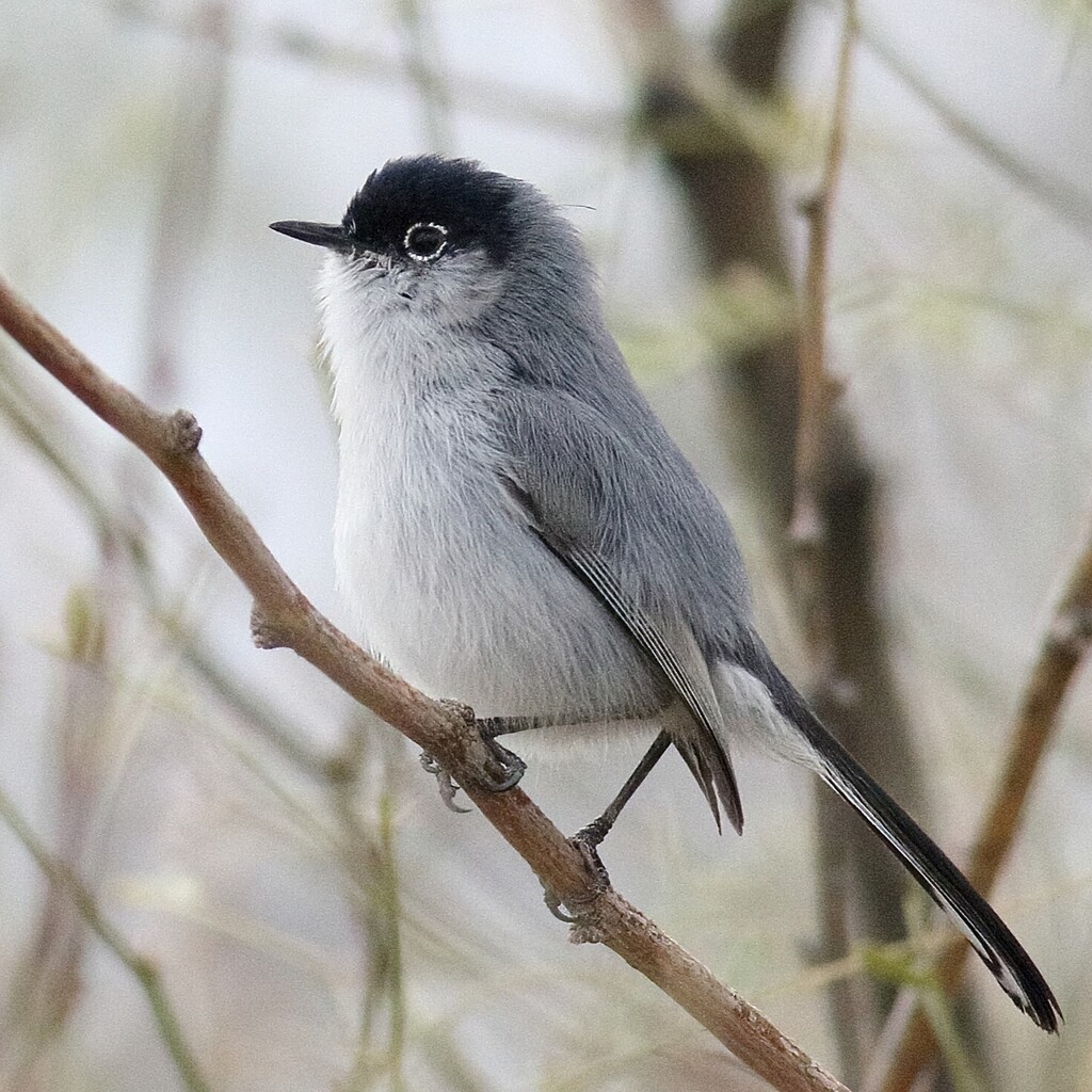 Black-tailed Gnatcatcher photo