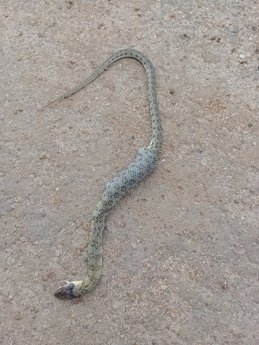Yellow-bellied Liophis