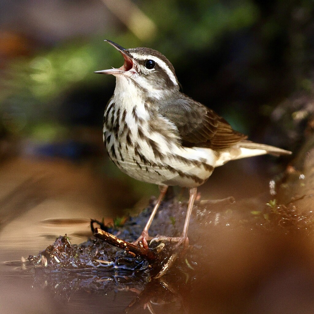 Louisiana Waterthrush (Parkesia motacilla) photo