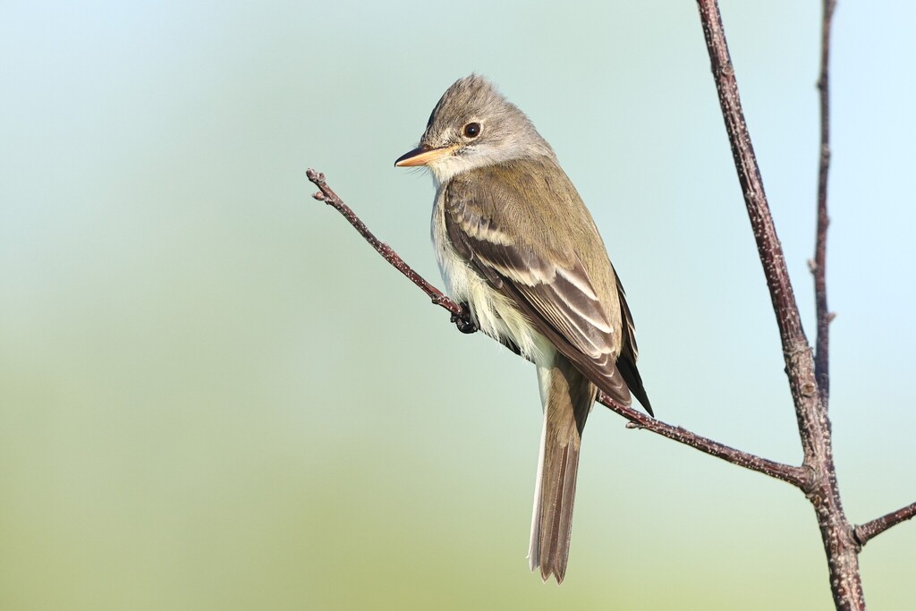 Willow Flycatcher photo