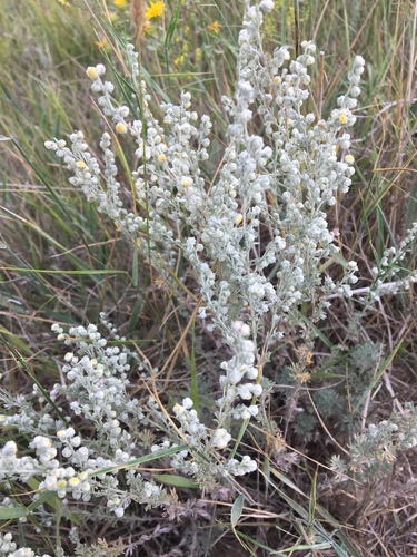fringed sagebrush