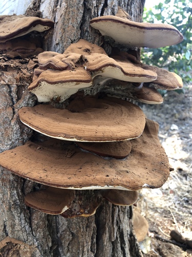 Ganoderma polychromum