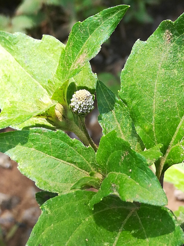 Acmella radicans (Acmella radicans)
