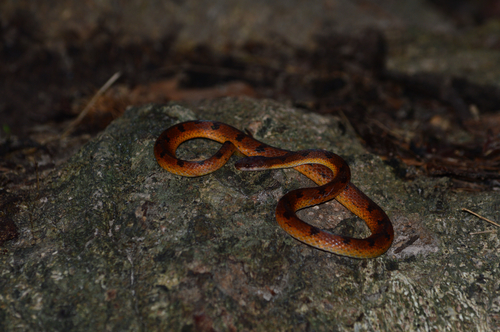 Wucherer's Ground Snake