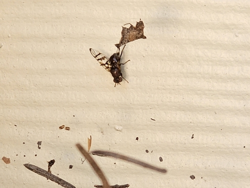 Unknown species found near Whitefish, MT 59937, USA