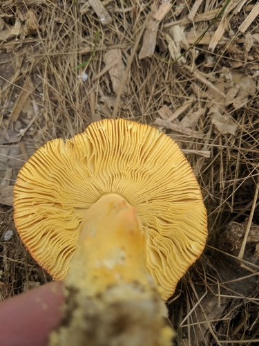 False Caesar's Mushroom