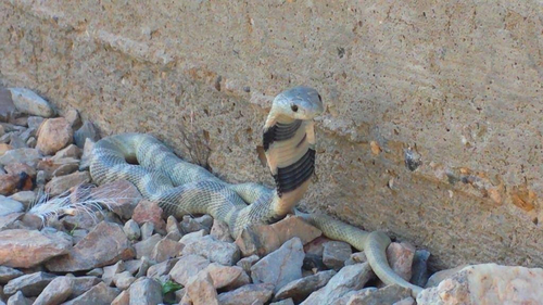 Central Asian Cobra (Naja Oxiana) · INaturalist.org