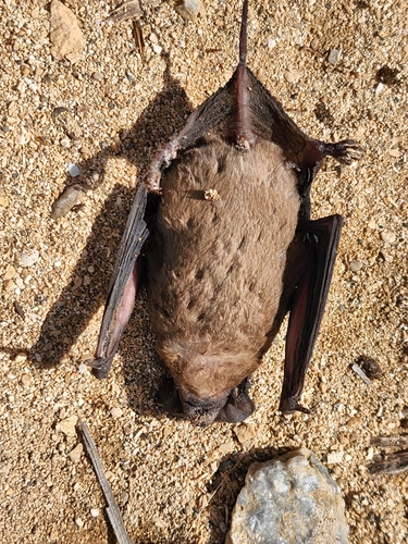 Hispaniolan Mastiff Bat (Molossus verrilli) — Data Deficient Mammalia