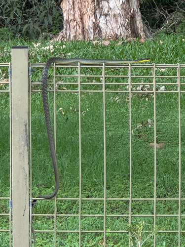 Common Tree Snake sighting