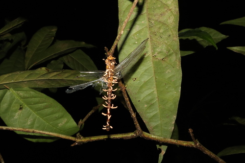 Dragonflies and Damselflies