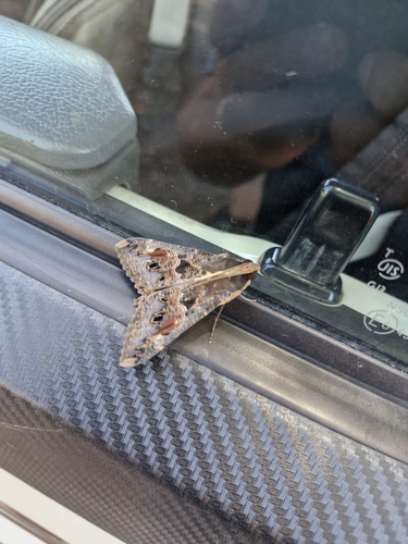 Sundowner moth