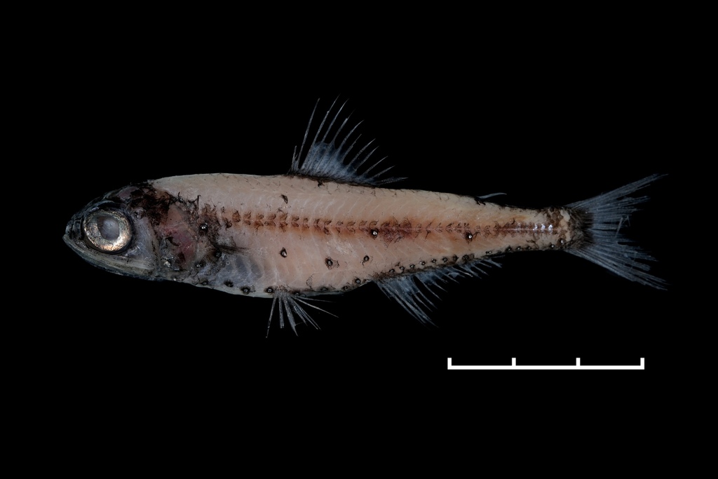 Evermann's Lanternfish (Symbolophorus evermanni) · iNaturalist