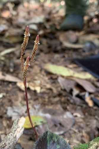 Epirixanthes elongata