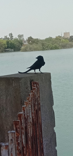 Black Drongo