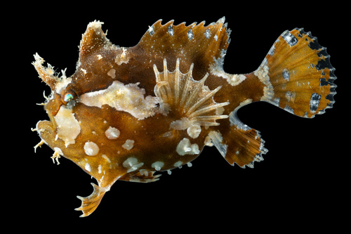 Sargassumfish
