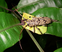 Image of Hesychotypa turbida