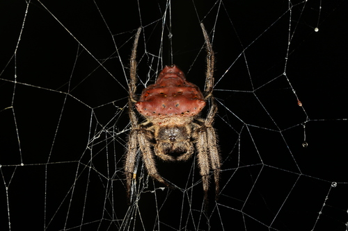 Caerostris hirsuta