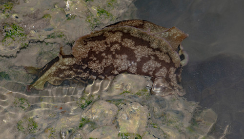 Mottled Seahare