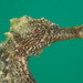 Observation photo