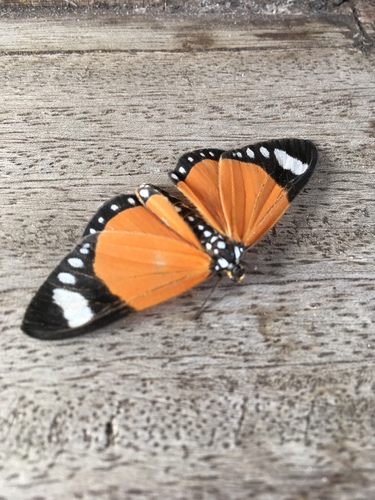 Monarch Looper