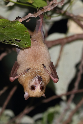 Temminck's Flying-fox (Pteropus temminckii) — Vulnerable Mammalia