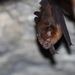 Biak Roundleaf Bat - Photo (c) Carlos N. G. Bocos, all rights reserved, uploaded by Carlos N. G. Bocos
