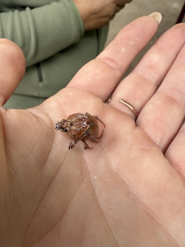 Pseudoathyreus damara