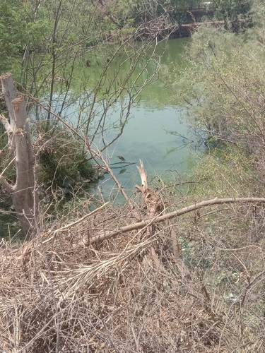 Indian Pond-Heron