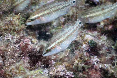 East Atlantic Peacock Wrasse
