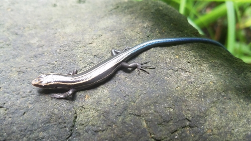 Japanese five-lined skink
