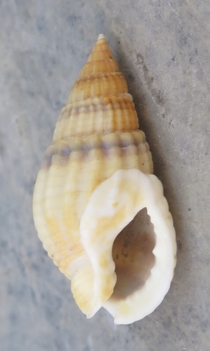 Netted Dogwhelk