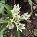 Gentiana straminea - Photo (c) HUANG QIN, all rights reserved, uploaded by HUANG QIN