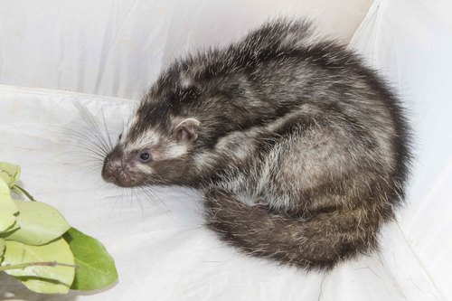 Maned Rat Lophiomys Imhausi INaturalist