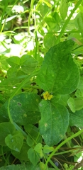 Image of Calyptocarpus vialis