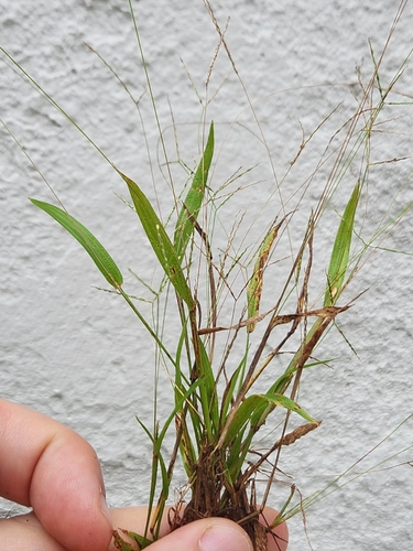 Axonopus capillaris