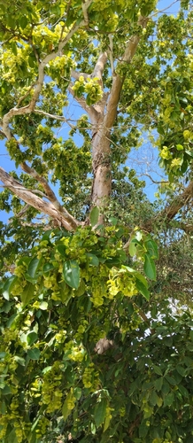 Terminalia oblonga - Whole tree