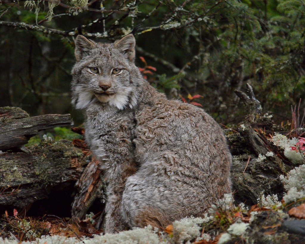 trend secure lynx