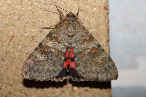 French Red Underwing